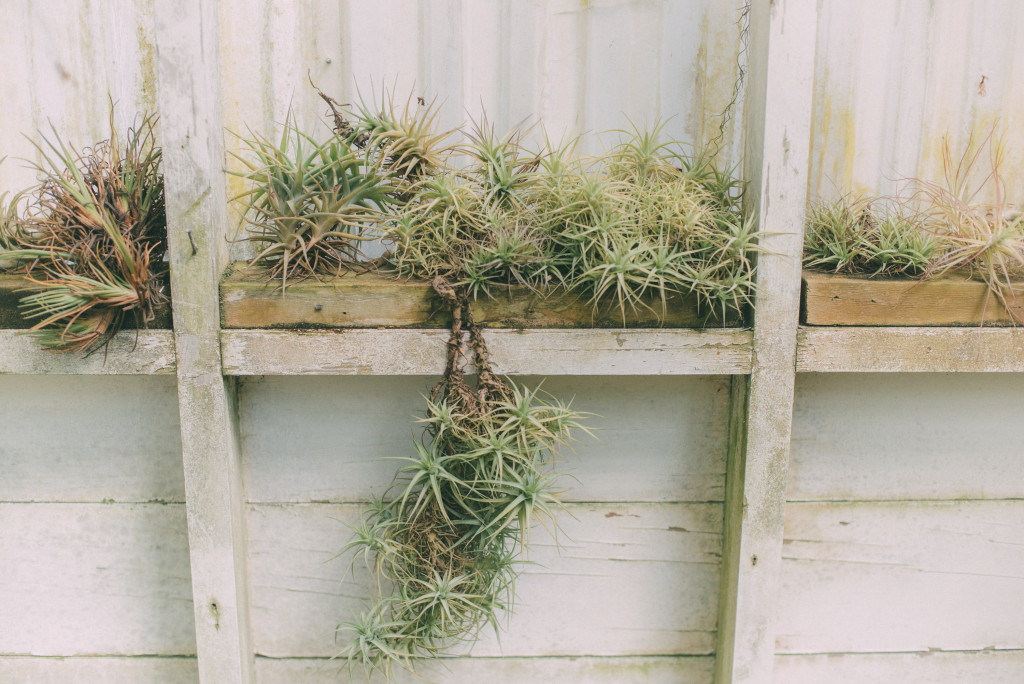 wedding-greenhouse-shelldance-orchid-gardens-wedding-planner-inspiration-styled-shoot-pacifica